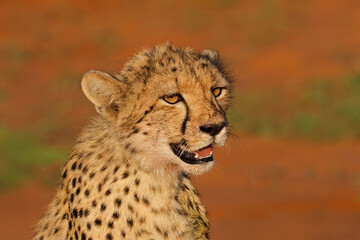 Portrait of an alert cheetah (Acinonyx jubatus) after feeding, Madikwe game reserve, South Africa