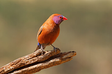 A colorful male violet-eared waxbill (Uraeginthus granatinus) perched on a branch, South Africa