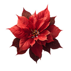 Red Poinsettia Bloom isolated on transparent background