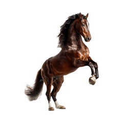 Powerful Stallion Rearing Horse Photography  Equestrian Art against transparent background