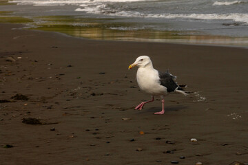 A large seagull with white head and gray wings walks alone on the sandy coast, with scattered pebbles and waves rolling in behind