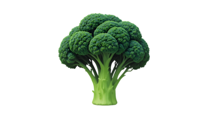 A fresh broccoli head isolated on transparent background, displaying its vibrant color