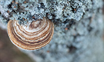 Close-up of bracket fungus with lichen on tree bark in natural forest habitat. Macro photography...