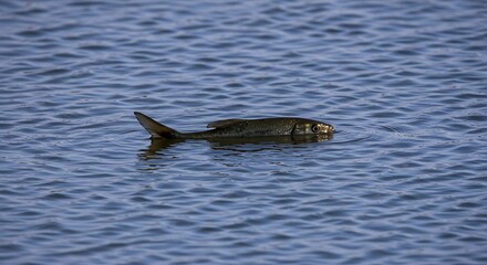 Fototapeta premium Fish swimming in blue water with tail fin visible on the surface