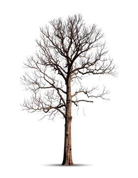 A tall, bare deciduous tree stands against a white background, its branches reaching upwards