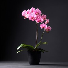 Elegant pink orchid flower in a black pot against dark with soft lighting