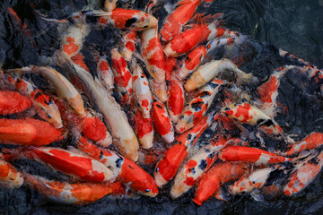 Colorful koi swim freely in the water