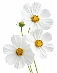 White cosmos blooms, yellow centers, green bud, delicate