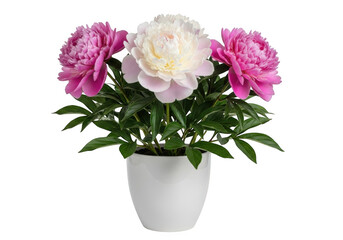 Three beautiful peony flowers in a white pot isolated on transparent background