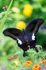 Fototapeta premium 美しいモンキアゲハ（アゲハチョウ科）。 ランタナ（クマツヅラ科）の花の蜜を吸っている。 英名学名：The Red Helen, Papilio helenus, swallowtail Butterfly Lantana, Lantana camara 静岡県伊豆半島賀茂郡南伊豆町中木ヒリゾ浜、石廊崎オーシャンパーク-2025年 