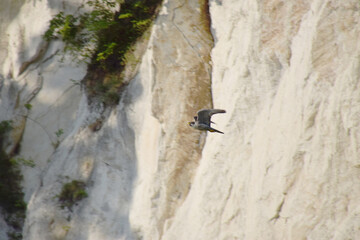 A male peregrine falcon takes off from its nest early in the morning to chase away predators that have invaded its breeding territory (hyper-zoom) / 早朝に繁殖域に侵入した外敵を追い払うために巣から飛び立ったハヤブサの雄 (真横からの超望遠ズーム撮影)