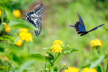 美しいモンキアゲハ（アゲハチョウ科）、カラスアゲハ（アゲハチョウ科）。
ランタナ（クマツヅラ科）の花の蜜を吸っている。
英名学名：Chinese peacock, Papilio
Lantana, Lantana camara
静岡県伊豆半島賀茂郡南伊豆町中木ヒリゾ浜、石廊崎オーシャンパーク-2025年
