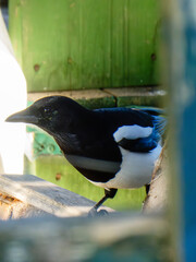 Sharp Black and White Magpie Close-up