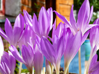 Vibrant Purple Autumn Crocus Blooms in Sunlight