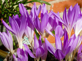 Vibrant Purple Autumn Crocus Blooms in Sunlight