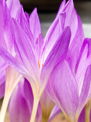 Macro View of Lilac Colchicum Flower Petals