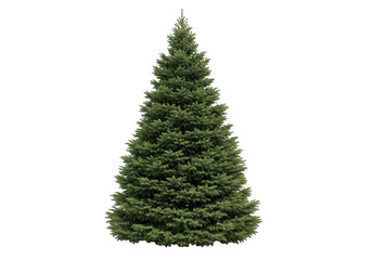 A tall green fir tree with dense foliage isolated on transparent background