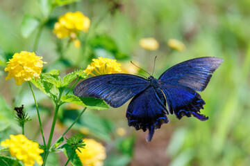 美しいカラスアゲハ（アゲハチョウ科）。
ランタナ（クマツヅラ科）の花の蜜を吸っている。
英名学名：Chinese peacock, Papilio
Lantana, Lantana camara
静岡県伊豆半島賀茂郡南伊豆町中木ヒリゾ浜、石廊崎オーシャンパーク-2025年
