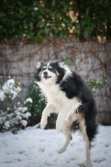 Black and white Border Collie jumping high in snowy garden, playful winter action shot.