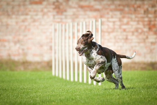 German Shorthaired Pointer running fast across green grass, action shot.