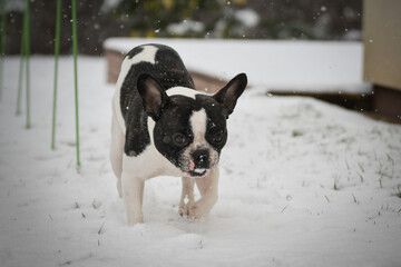 French Bulldog walking through fresh snow in winter garden, curious expression.