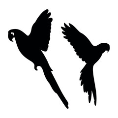 Two silhouetted macaws in flight against a white background © Mostak
