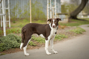 Spring portrait of dog in nature. He is so cute in the nature. He has so lovely face	
