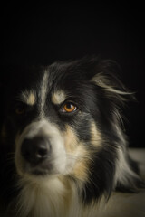 Close-up portrait of a black and white Border Collie lying on a fluffy white rug against a dark background.