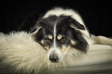 Close-up portrait of a black and white Border Collie lying on a fluffy white rug against a dark background.