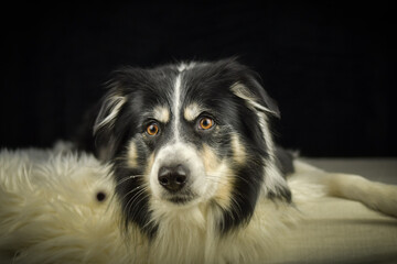 Border Collie lying on a rug, focused expression while watching and catching a treat.