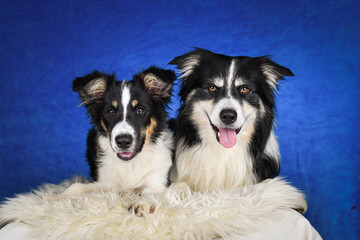 Two happy Border Collie dogs posing together in studio.Portrait of two cheerful Border Collie dogs lying side by side on a fluffy rug, looking at the camera with tongues out. Studio shot with blue