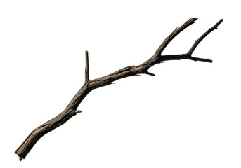 Fototapeta premium A textured gnarled wooden branch with multiple smaller twigs isolated on transparent background