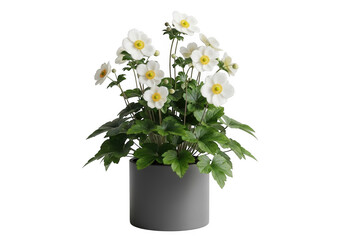A potted japanese anemone plant with delicate white flowers isolated on transparent background