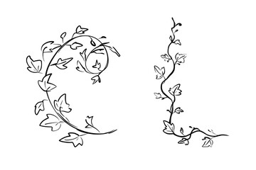 Ivy ornament with curling vines and leaves. Whimsical quickly sketch. Vector illustration in doodle style. Perfect for decorative frames, romantic stationery, invitations, posters, vintage book design © Eva Gentle