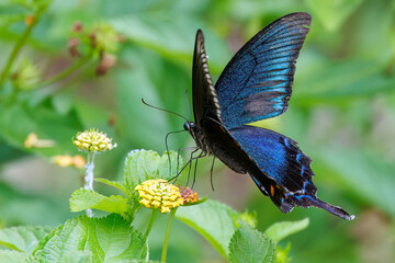 美しいカラスアゲハ（アゲハチョウ科）。
ランタナ（クマツヅラ科）の花の蜜を吸っている。
英名学名：Chinese peacock, Papilio
Lantana, Lantana camara
静岡県伊豆半島賀茂郡南伊豆町中木ヒリゾ浜、石廊崎オーシャンパーク-2025年
