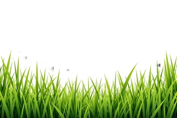 Obraz premium Lush green grass under bright sunlight.