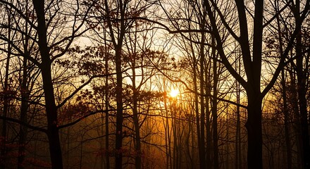 Naklejka premium Sunset through bare trees