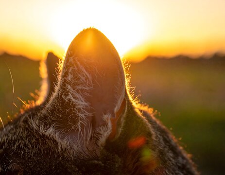 Backlit cat ear silhouette at sunset, soft fur, warm tones