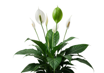 A lush green peace lily plant with white spathe flowers isolated on transparent background