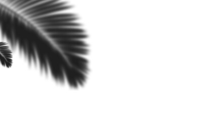 Palm Leaf Shadow with Soft Blur, Tropical Plant Overlay on Transparent Background
