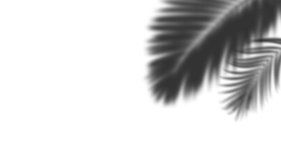 Palm Leaves Shadow, Tropical Plant Overlay Effect on Transparent Background
