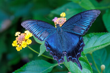 美しいカラスアゲハ（アゲハチョウ科）。
ランタナ（クマツヅラ科）の花の蜜を吸っている。
英名学名：Chinese peacock, Papilio
Lantana, Lantana camara
静岡県伊豆半島賀茂郡南伊豆町中木ヒリゾ浜、石廊崎オーシャンパーク-2025年
