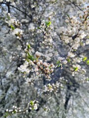 Spring Blossom Branch Closeup