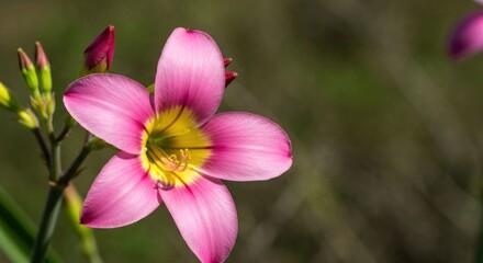 Close-up of a vibrant pink flower with yellow center