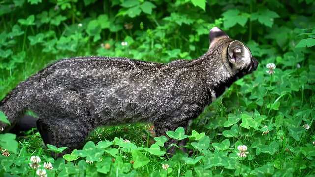 Black and White Speckled Genet Walking Gracefully through a Green Field of Clover in Natural Daylight A Captivating Wildlife Display with Lush Foliage and Verdant Habitat Detail