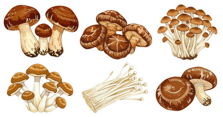 秋のキノコセット,椎茸,しめじ,えのき,水彩風野菜イラスト