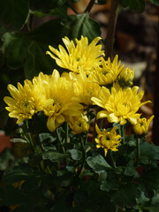 Bright Yellow Chrysanthemum Flowers Bathed in Sunlight