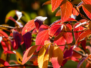 Vibrant Red and Orange Autumn Leaves Backlit