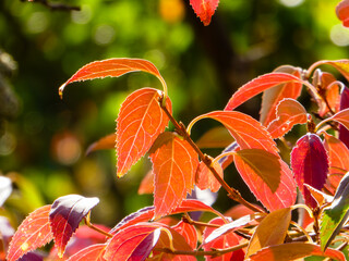Vibrant Red and Orange Autumn Leaves Backlit