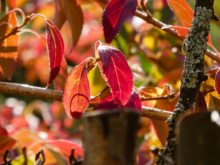 Vibrant Red Leaves Glow in Warm Autumn Sunlight